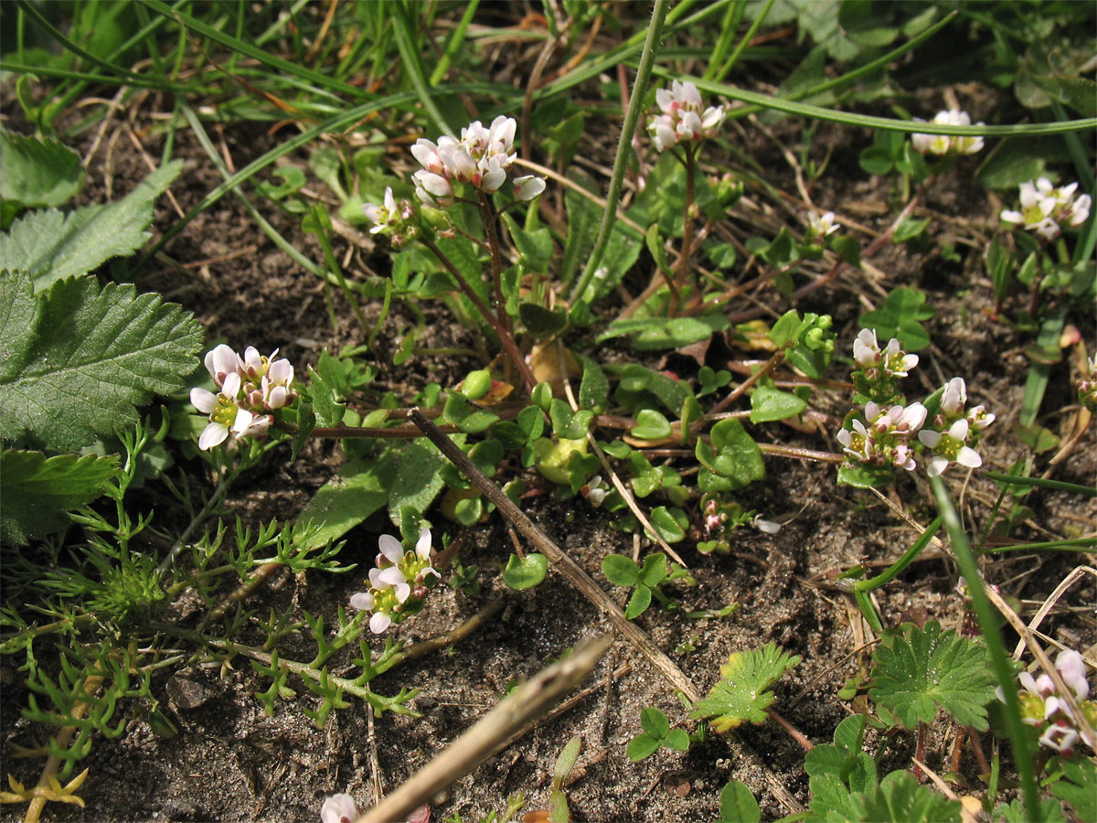 Image of Cochlearia danica specimen.