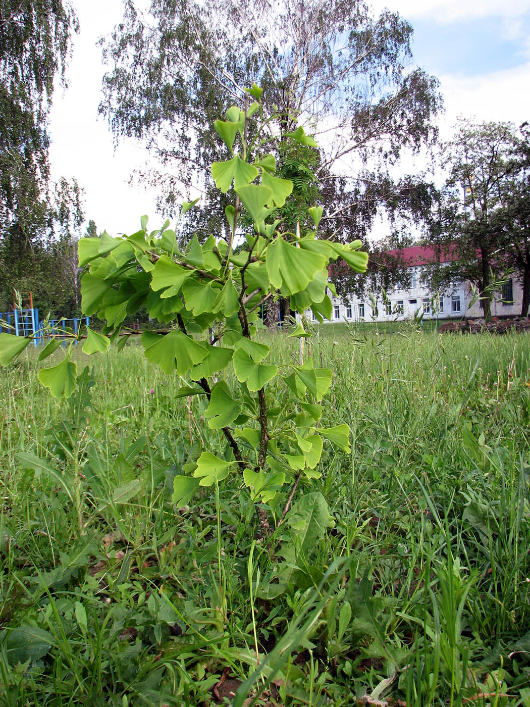 Изображение особи Ginkgo biloba.