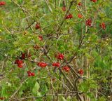 Viburnum opulus. Часть кроны кустарника с молодыми листьями и прошлогодними плодами. Восточный Казахстан, Глубоковский р-н, окр. с. Тарханка, склон сопки зарастающий кустарниками. 10.05.2017.