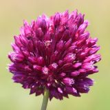 Allium rotundum. Соцветие. Ростовская обл., Неклиновский р-н, Фёдоровское с/п, дол. р. Мокрый Еланчик, луг на склоне. 20.06.2017.