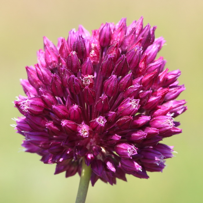 Лук округлый (Allium rotundum)