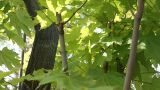 Acer platanoides. Главный и порослевые стволы с листьями. Камчатский край, г. Елизово, мкр-н «26 км», недалеко от дороги. 06.07.2017.