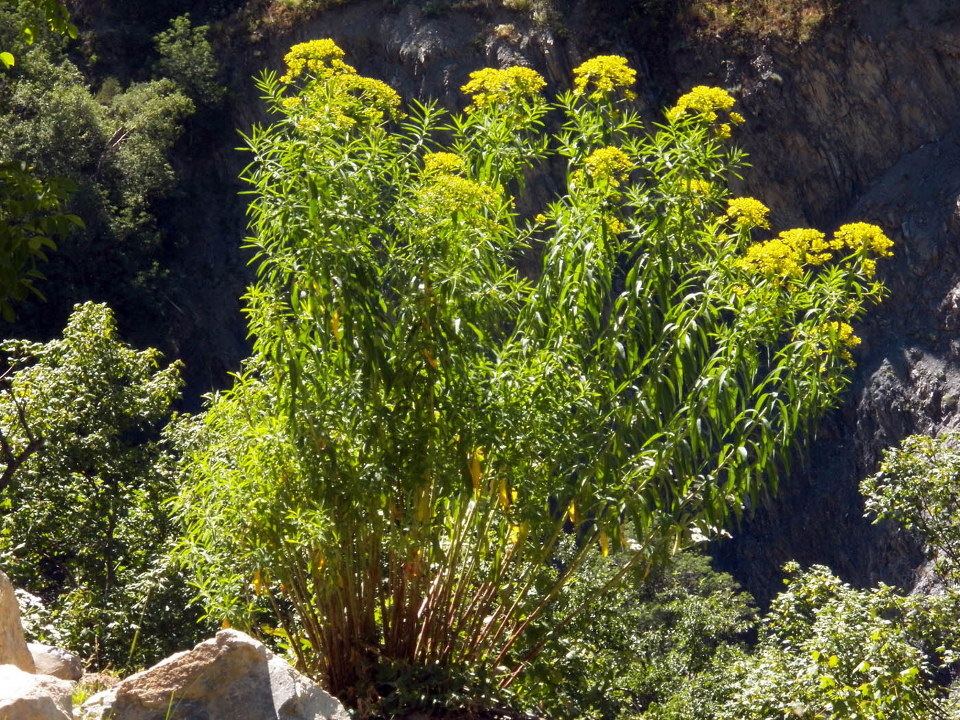 Изображение особи Euphorbia lamprocarpa.