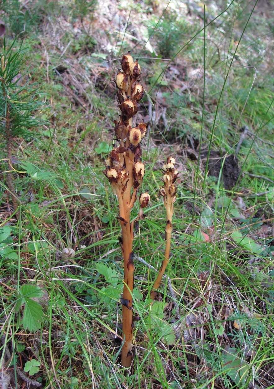 Изображение особи Hypopitys monotropa.