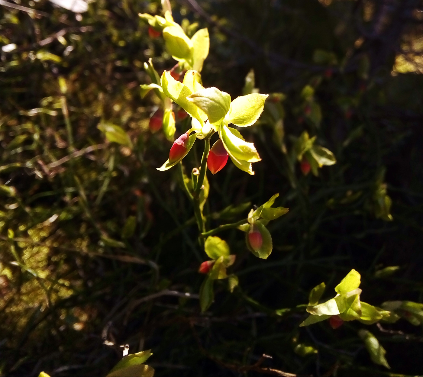 Image of Vaccinium myrtillus specimen.