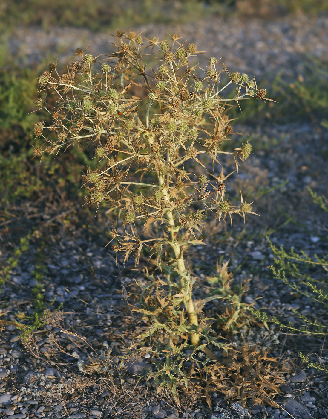 Изображение особи Eryngium campestre.