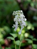 Corydalis paeoniifolia. Соцветие. Якутия, Алданский р-н, левый берег р. Алдан в 6 км выше г. Томмот, заболоченная подошва склона со стороны р. Радио Юрюете. 27.06.2016.