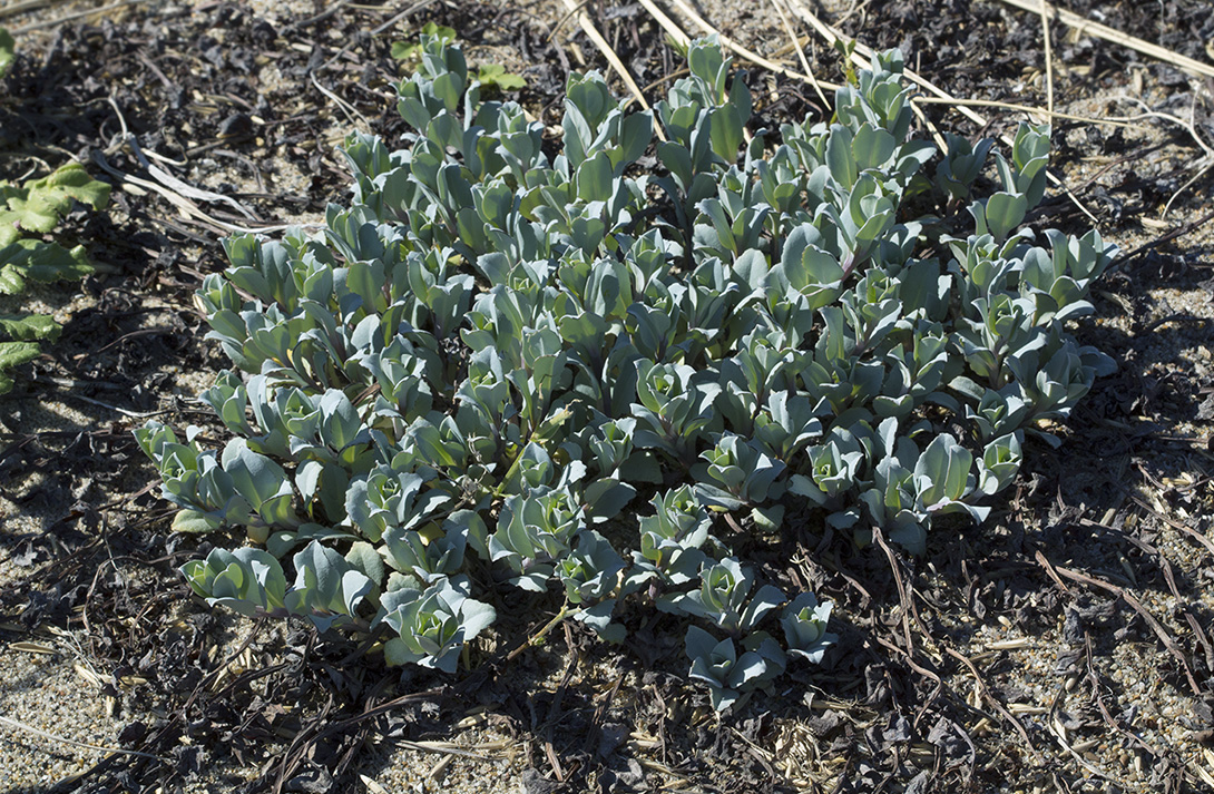 Изображение особи Mertensia maritima.