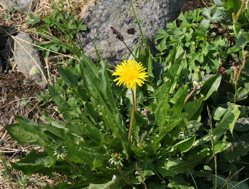 Изображение особи Taraxacum repletum.