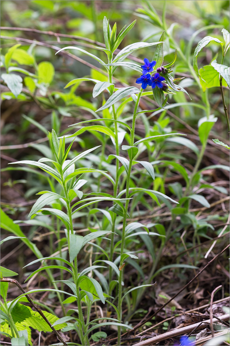 Изображение особи Aegonychon purpureocaeruleum.