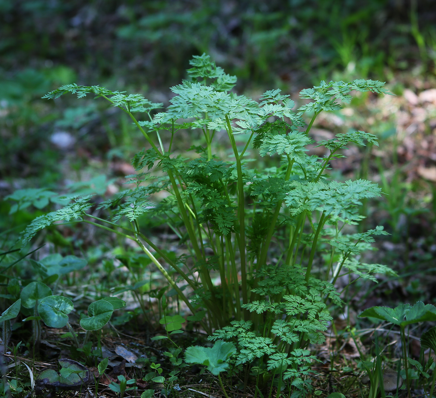 Изображение особи семейство Apiaceae.