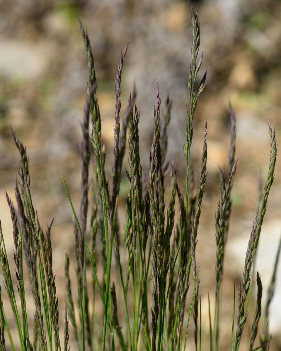 Изображение особи Festuca valesiaca.