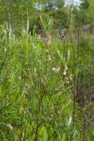 Salix rosmarinifolia. Ветви с соплодиями со вскрывшимися зрелыми плодами. Ленинградская обл., Ломоносовский р-н, окр. дер. Мал. Забородье, берег р. Шингарка, закустаренный суходольный разнотравно-злаковый луг. 11.06.2018.