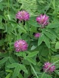 Trifolium medium