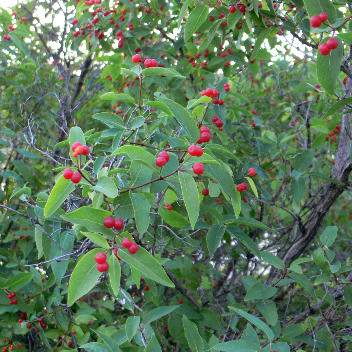 Image of Lonicera tatarica specimen.