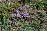 Astragalus stenoceras