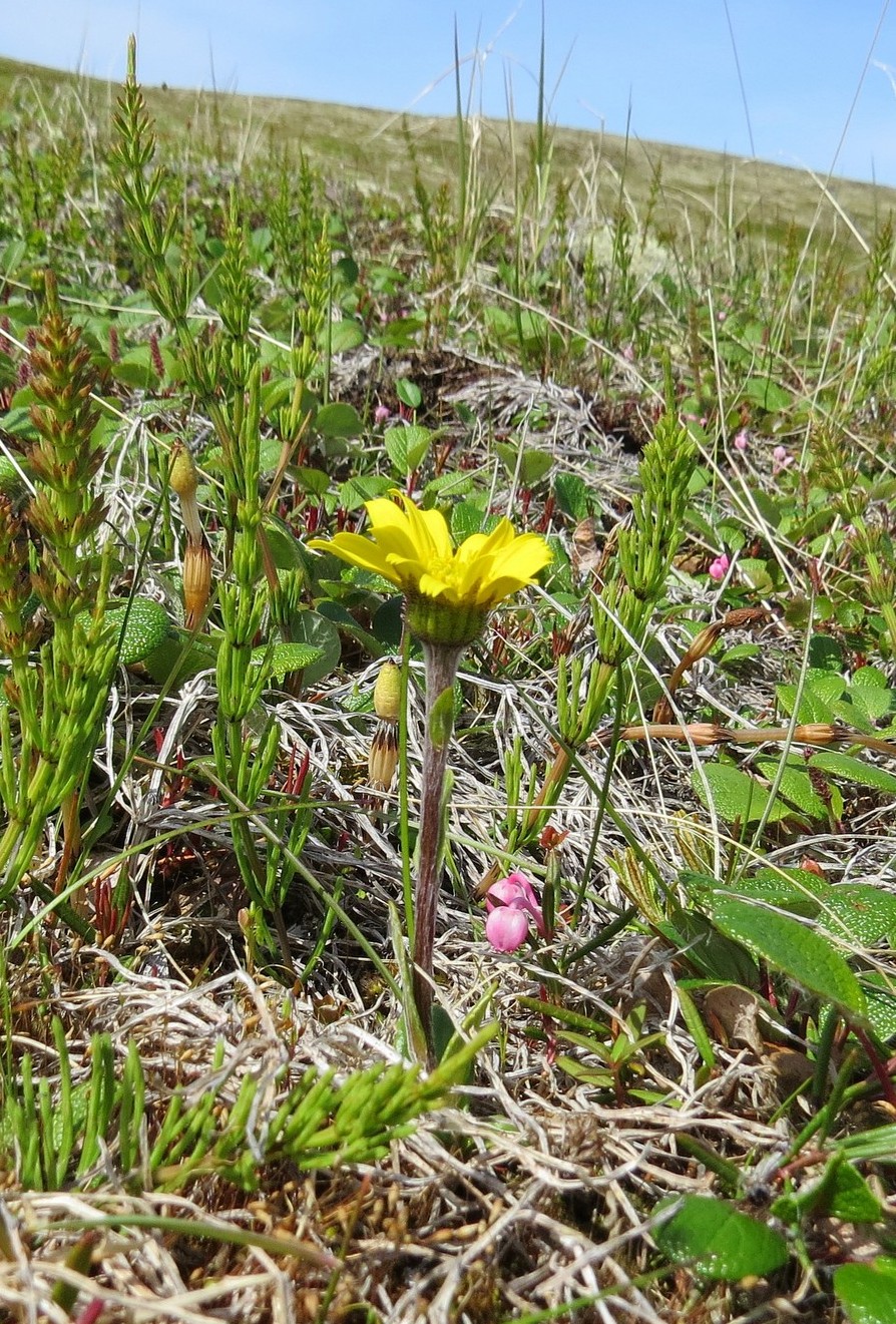 Изображение особи Tephroseris frigida.