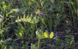 Vicia sepium