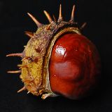 Aesculus hippocastanum. Плод. Германия, г. Ольденбург, ботанический сад. 25.09.2010.