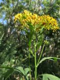 Senecio cannabifolius. Соцветие. Камчатский край, Елизовский р-н, окр. пос. Термальный, вниз по склону от Мутновской трассы, каменноберёзовый лес. 18.08.2022.