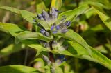 Gentiana cruciata. Верхушка цветущего побега. Пермский край, Ординский р-н, окр. с. Карьево, дол. р. Ирень, береговая терраса, разнотравно-злаковый луг. 6 августа 2022 г.