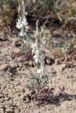 Delphinium leptocarpum. Цветущее растение. Таджикистан, Согдийская обл., горы Окбель, лессовый склон. 7 мая 2023 г.