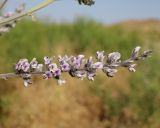 Psoralea drupacea