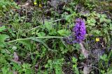 Dactylorhiza euxina