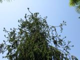 Picea abies. Верхняя часть кроны (форма 'Virgata'). Абхазия, г. Сухум, ботанический сад. 24 июля 2008 г.