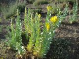 Linaria pyramidata