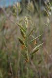 Festuca callieri. Соцветие. Южный берег Крыма, окр. пгт Гурзуф, ур. Мертвая долина. 27.05.2011.