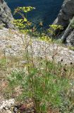 Peucedanum tauricum. Цветущее растение. Крым, гора Северная Демерджи, яйла. 22 июля 2011 г.