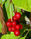 Schisandra chinensis