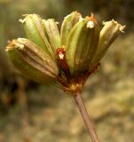 Bunium longipes. Соплодие. Копетдаг, Чули. Май 2011 г.