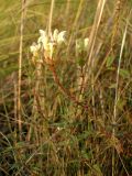 Scutellaria creticola