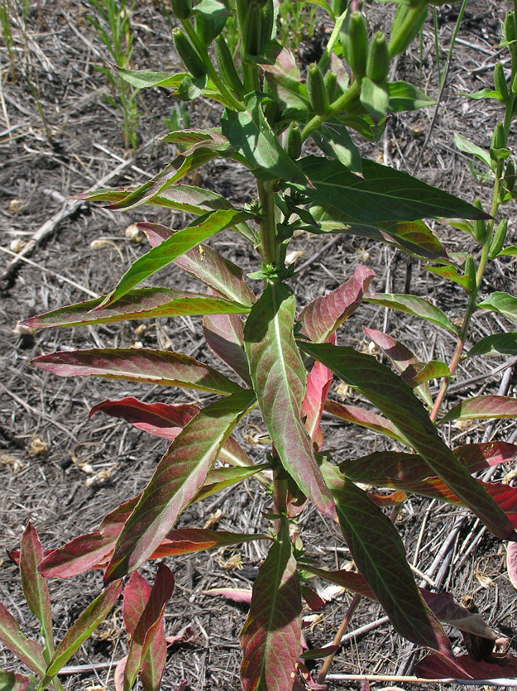 Изображение особи Oenothera biennis.