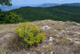 Euphorbia pseudoglareosa