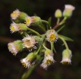 Erigeron acris