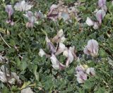 Trifolium eximium