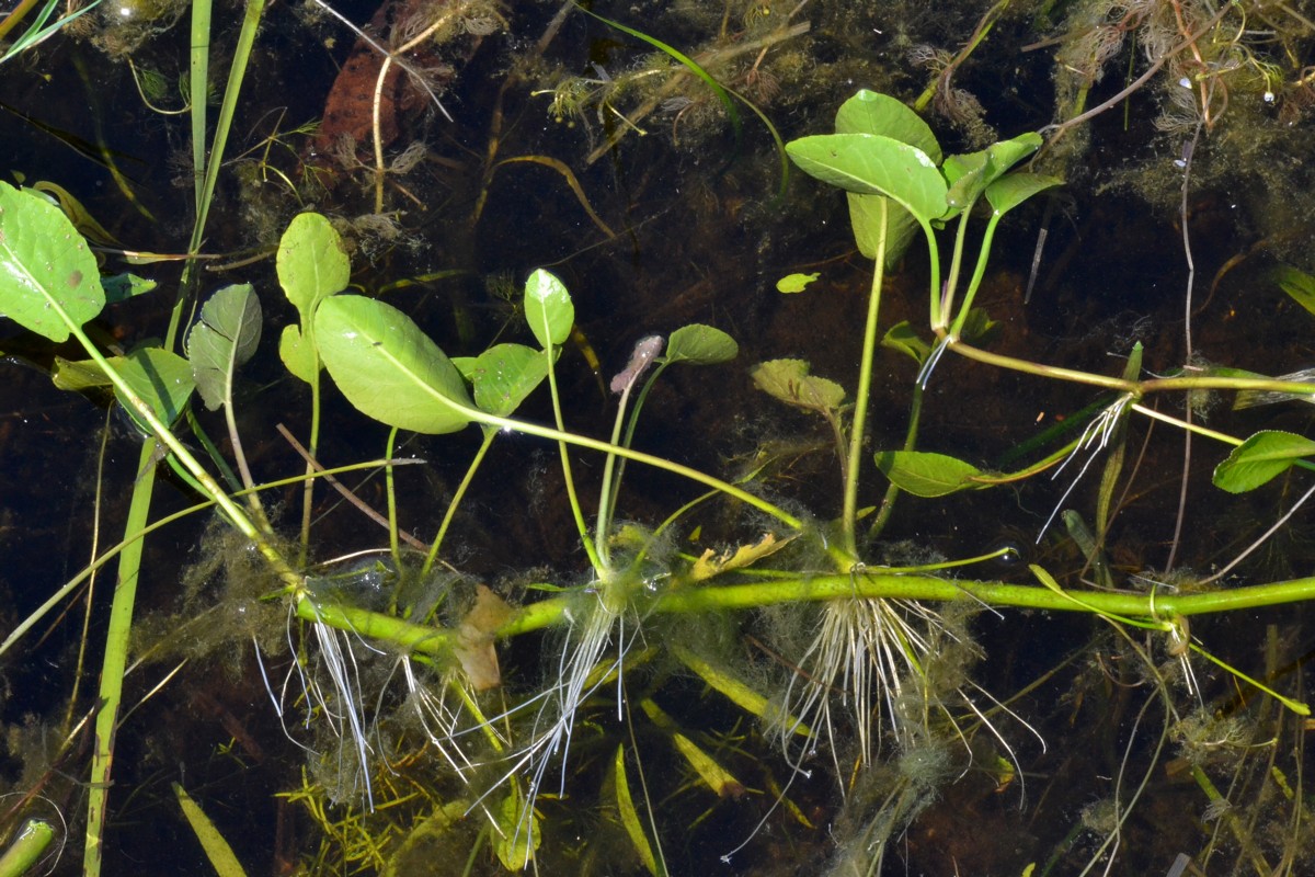 Изображение особи Rorippa amphibia.