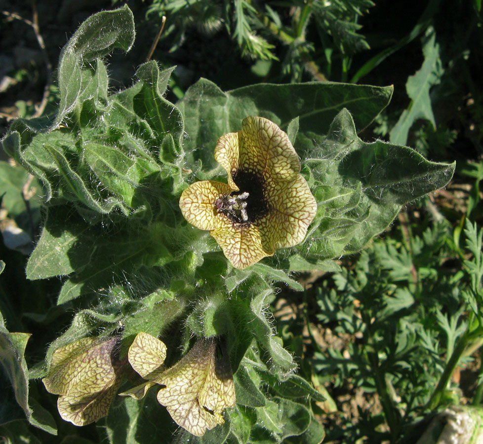 Изображение особи Hyoscyamus niger.