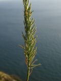 Linum tenuifolium