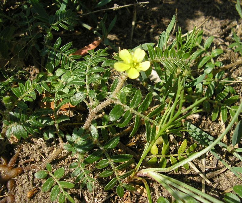 Изображение особи Tribulus terrestris.