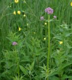 Valeriana coreana