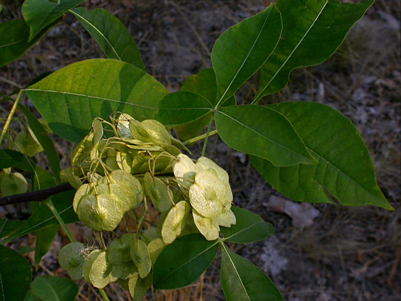 Изображение особи Ptelea trifoliata.