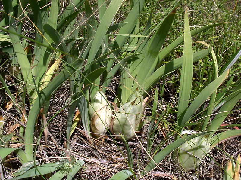 Изображение особи Iris pumila.