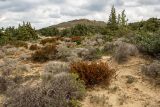 Erica manipuliflora