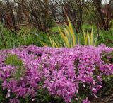 Phlox subulata. Цветущие растения. Крым. г. Симферополь, ботсад университета. 19.04.2015.