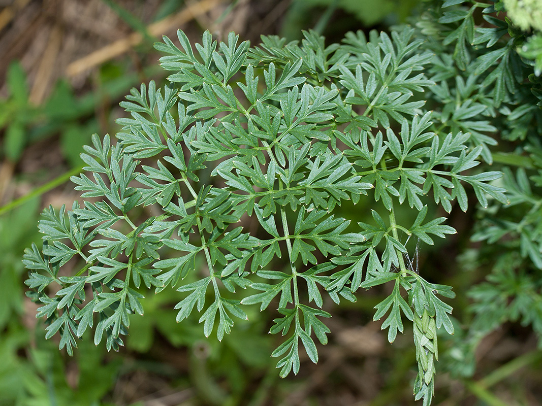 Изображение особи Selinum carvifolia.