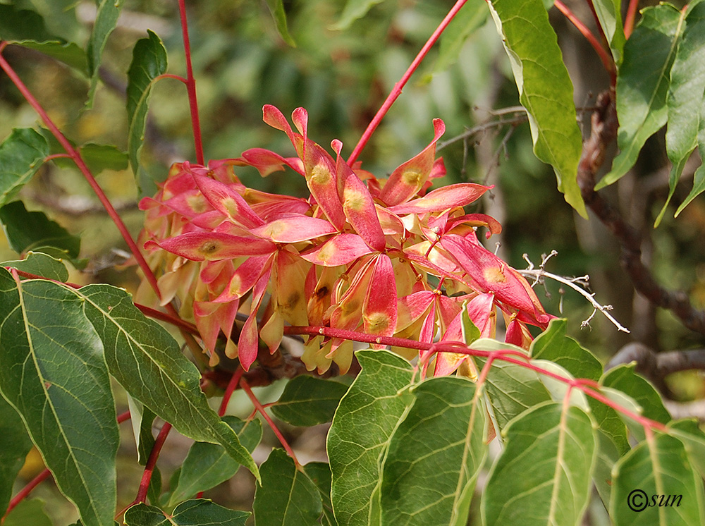 Изображение особи Ailanthus altissima.